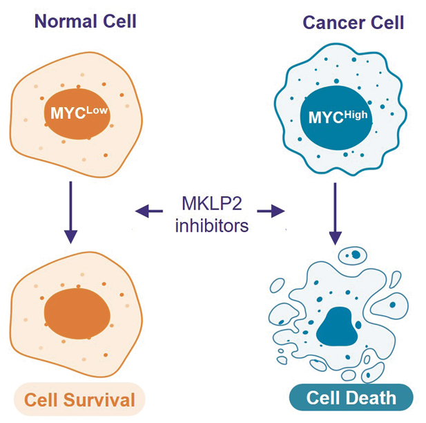 cancer cell image