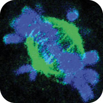 screening images