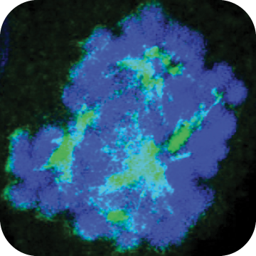 screening images