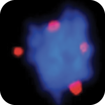 screening images